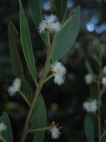 Acacia myrtifolia flowers