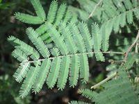 Acacia  parramattensis bipinnate leaf