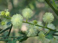 Acacia  parramattensis flowers
