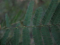 Acacia parramattensis glands