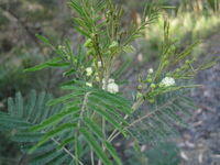 Acacia parramattensis new growth
