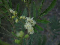 Acacia parramattensis flowers