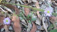 Brachycome angustifolia plant shape