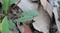 Brachycome angustifolia leaves