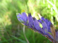 Burmannia disticha - Purple Top