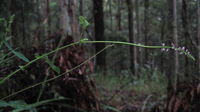 Desmodium brachypodum flower spike