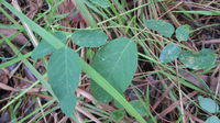 Desmodium brachypodum leaves