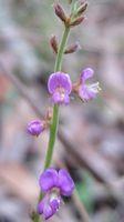 Desmodium rhytidophyllum flower stem