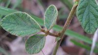 Desmodium rhytidophyllum hairy leaf