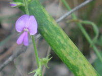 Desmodium rhytidophyllum flower and bud