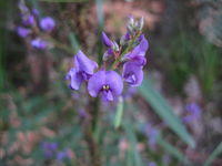 Hardenbergia violaceae - Sarsparilla