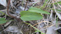 Viola betonicifolia plant shape