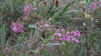 Boronia pinnata flowers