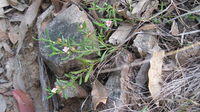 Boronia polygalifolia whole plant