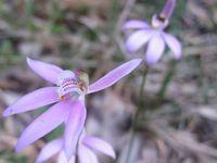 Caladenia carnea flower