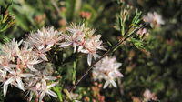 Calytrix tetragona flowers