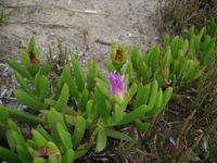 Carpobrotus glaucescens flower