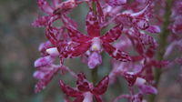 Dipodium variegatum - Hyacinth Orchid
