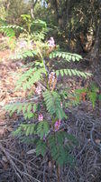 Indigofera australis plant shape