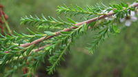 Leptospermum parvifolium small leaves and hairy stem