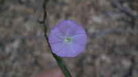 Polymeria calycina flower