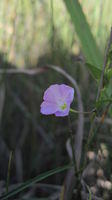 Polymeria calycina flower