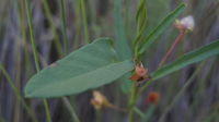 Polymeria calycina leaf