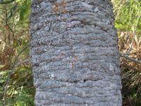 Banksia serrata bark