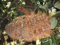 Banksia serrata cone with woody seed follicles