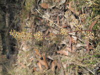 Lomandra multiflora 