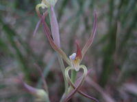 Lyperanthus suaveolens 