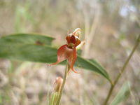 Pterostylis saxicola flower