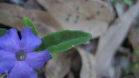 Brunoniella pumilio leaf