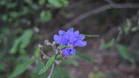Dampiera purpurea flower