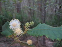 Callicoma serratifolia - Black Wattle