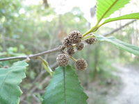 Callicoma serratifolia fruit