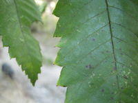 Callicoma serratifolia leaf edge