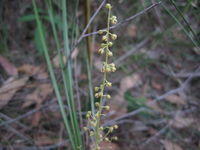 Lomandra brevis flowers