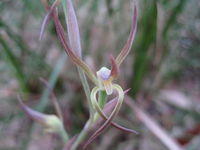 Lyperanthus suaveolens -Brown Beaks