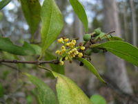 Notolea longifolia flowers and fruit - SEE SEEDS and FRUIT for more photos