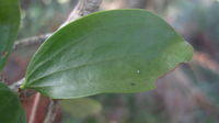 Amyema congener leaf