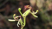 Arthrochilus prolixus flower