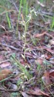 Arthrochilus prolixus flower stem