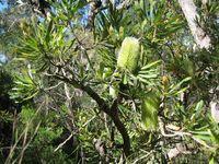 Banksia aemula branch