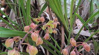 Cymbidium suave flower spike
