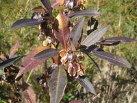 Dodonaea triquetra sometimes is purple-black