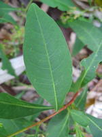 Dodonaea triquetra leaf.JPG