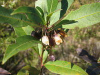 Dodonaea triquetra fruit