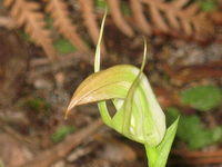 Pterostylis acuminata flower