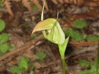 Pterostylis acuminata flower 